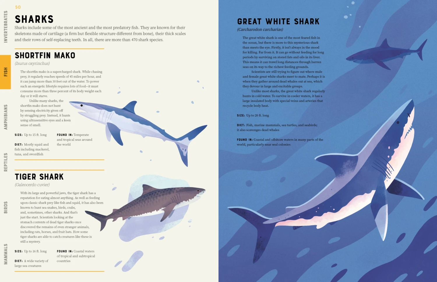 Encyclopedia of Animals(Encyclopedia of animals) Encyclopedia Of Animals(Encyclopedia Of Animals) -Curious Bear Toys O 1 scaled